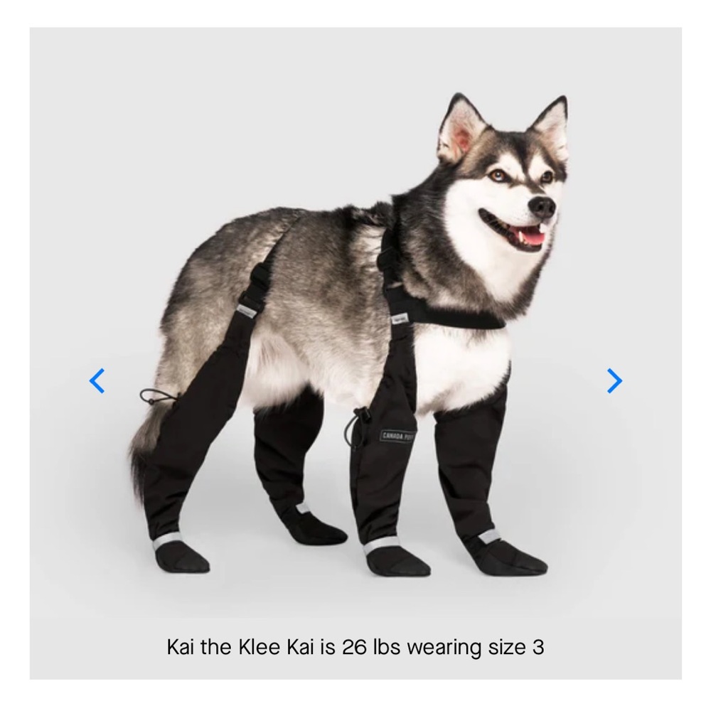 Dog Protective Leggings in Black